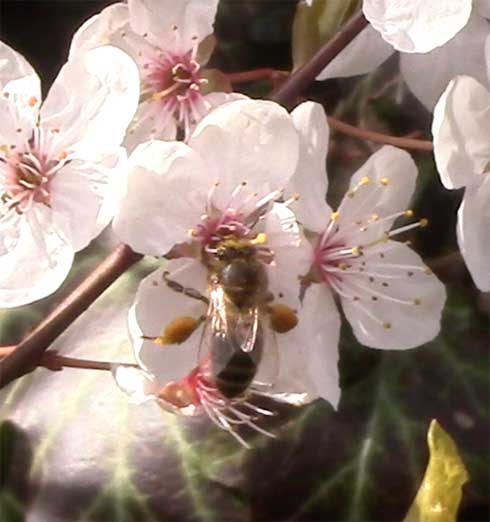 Bees on cherry plum blossom